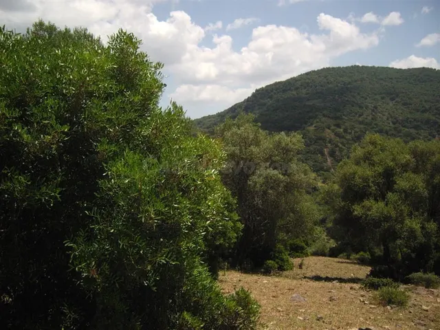 Parcela en venta - El colmenar cortes de la frontera — 3