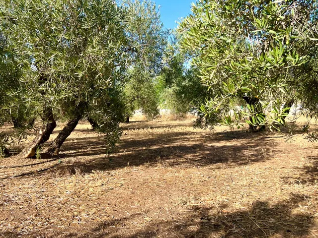ALBOLOTE - PANTANO CUBILLAS — 12