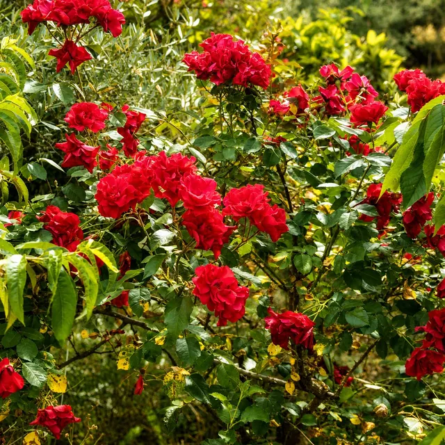 En venta maravillosa finca Rustica de Olivos — 42