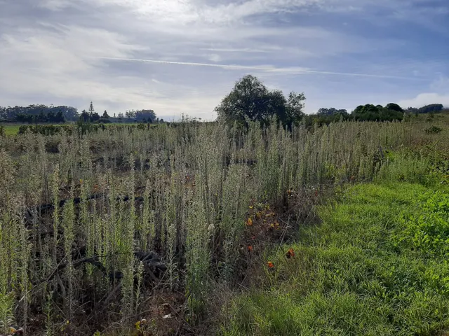 SOLAR URBANO CON FINCA RUSTICA — 17