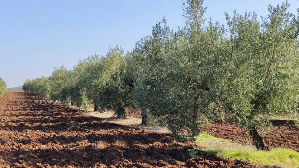 Olivar a pie de carretera