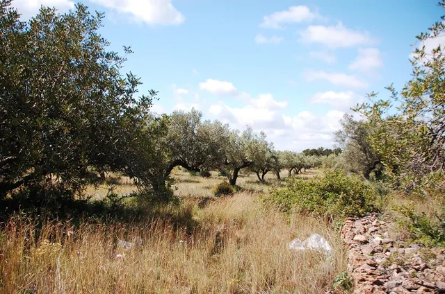 Finca Rústica de 6,5 hectáreas, plana, con casa de campo de 150 M2 — 19