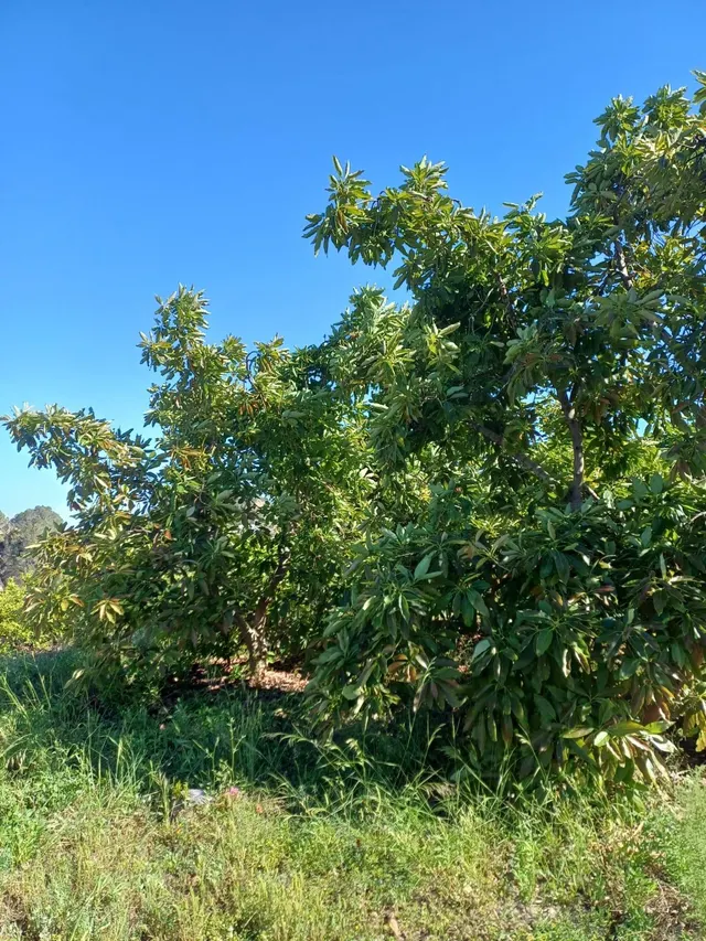 PARCELA DE TERRENO CON CASA CONSTRUIDA Y ARBOLES FRUTALES — 9