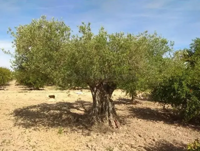 Terreno en Valverde en EXCLUSIVA de 13.000 metros, Elche