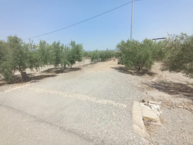 Casa de campo para reformar con 500 olivos en plena producci - foto 3