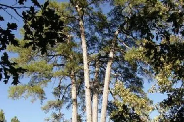 IDEAL INVERSORES - PUEBLO RUSTICO EN HENAREJOS — 31