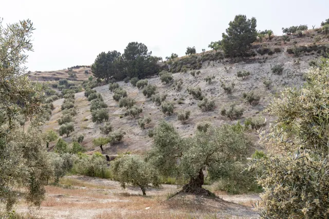 Olivar en venta - JAYENA — 19