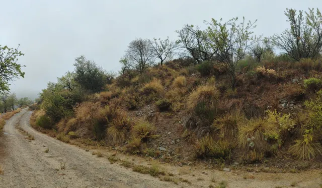 VENTA EN SIERRO ( ALMERÍA ) DE TERRENO PARA CAZA. - foto 5