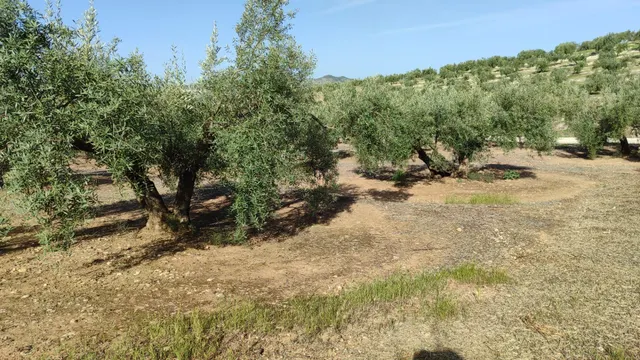 Magnífica finca de regadío — 5