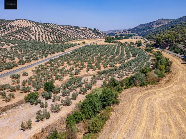 GRAN OPORTUNIDAD !!!! OLIVAR EN VENTA..... — 12