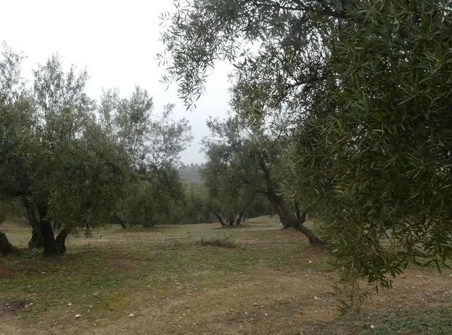 Finca rústica en Peligros – Ideal inversión o explotación agrícola — 19
