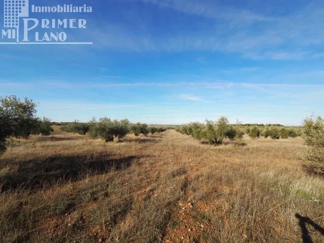 Se vende finca rustica destinada a olivo, la finca cuenta co - foto 5