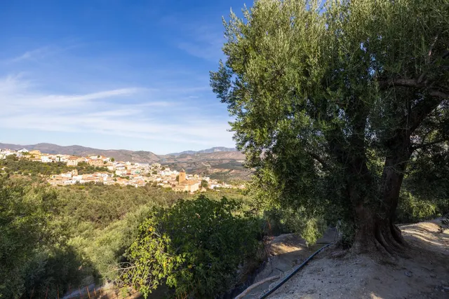 ¡Oportunidad única! Dos Fincas rústicas de mas de 15.000 m2 en total en Pinos del Valle. VENTA JUNTAS O SEPARADAS — 24