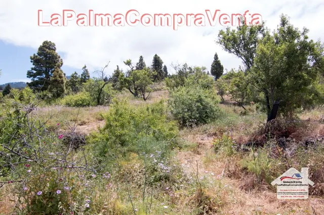 Suelo rústico en Venta en Puntagorda Santa Cruz de Tenerife - foto 4