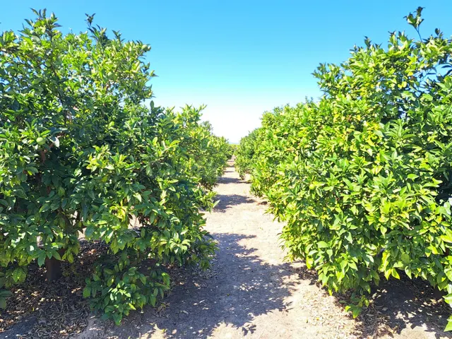 CAMPO DE NAVELINAS EN VENTA - foto 5