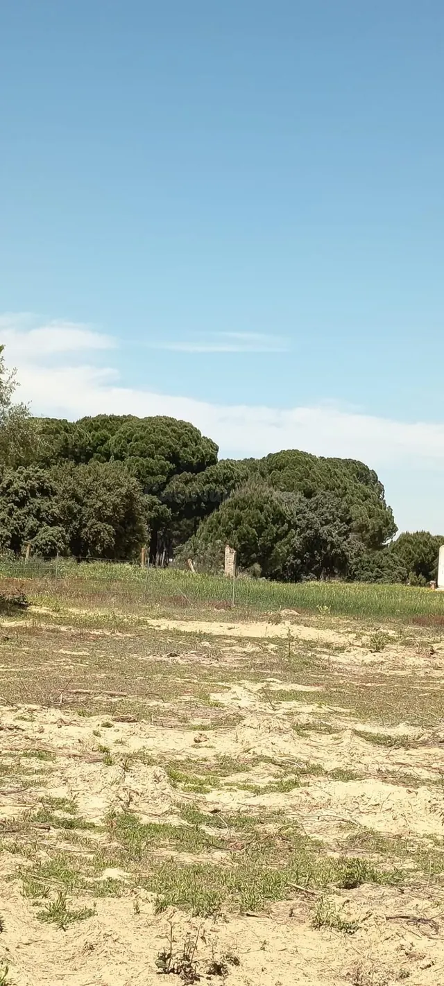 Finca rústica en Villamanrique de la Condesa (Sevilla) con 6 - foto 3
