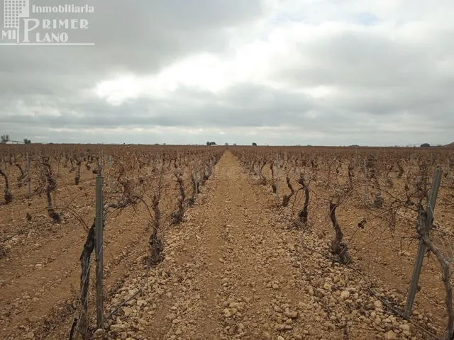 Se venden 16 hectareas de viña en la zona de cantivano y Min