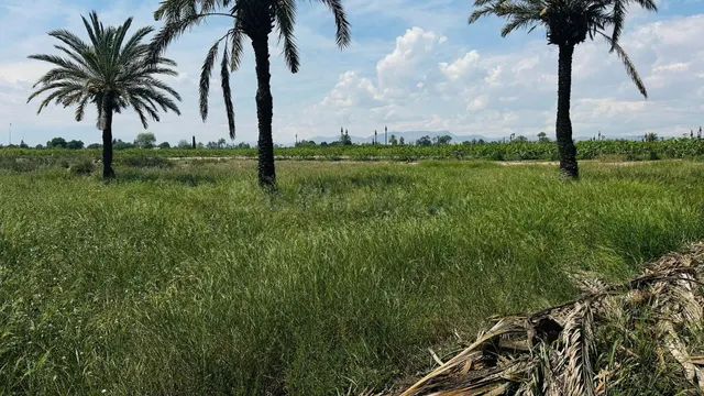 Terreno Rústico en Partida Daimes – 11.000 m2 en Camí Fondo  - foto 5