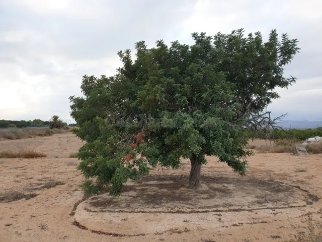 TERRENO EN EL MOLAR ( ZONA LA MARINA ) — 2