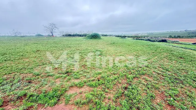 PARCELA RÚSTICA DE REGADÍO EN MAIRENA DEL ALCOR – 119.900 € - foto 5