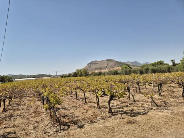 Finca con 1.200 viñas y gran potencial de desarrollo cerca de Aspe — 8