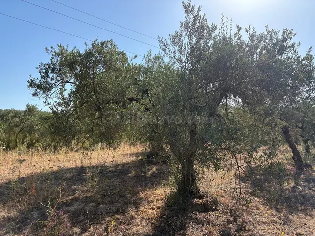 Finca rústica de olivar - foto 2