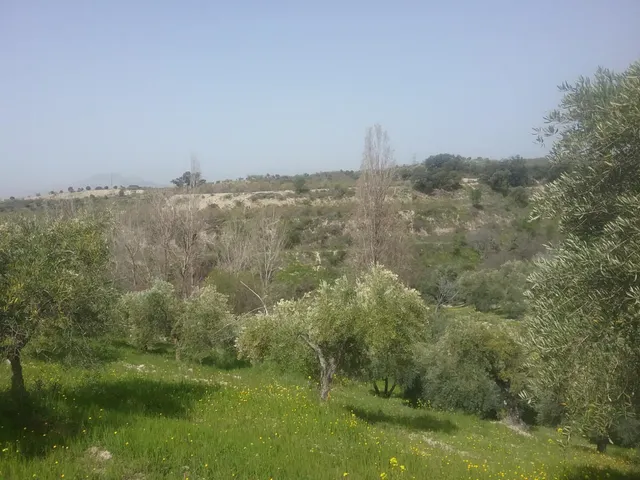 OLIVAR EN EL FARGUE. Paraje Aynadamar — 2