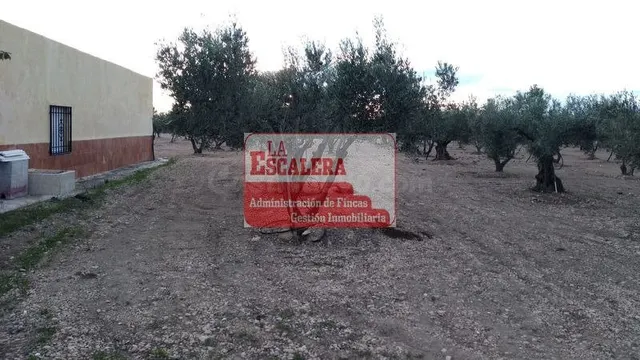 FINCA EN YECLA - foto 4
