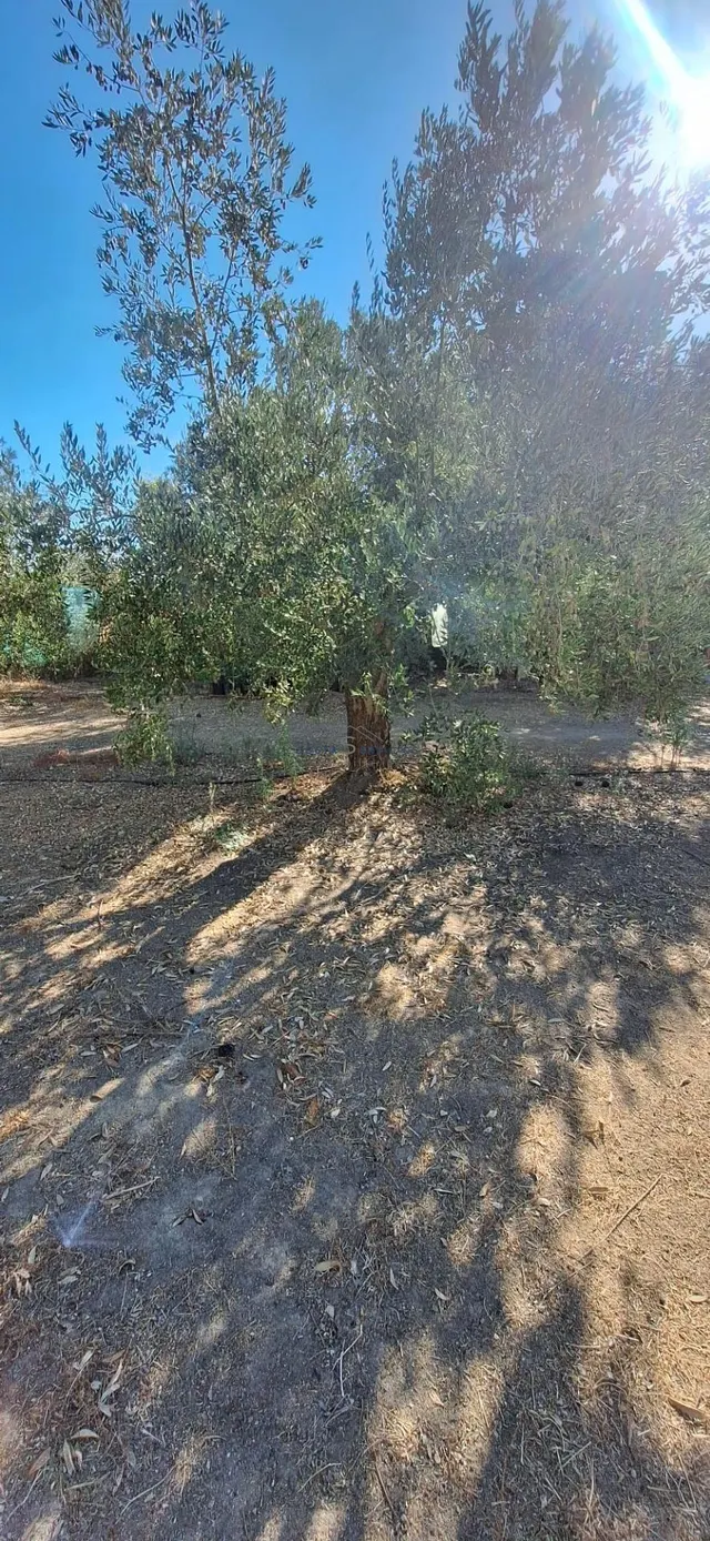 Finca Rustica En Gibraleon — 27