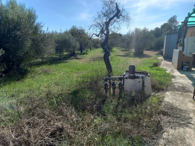 OCASION FINCA RUSTICA DE REGADIO CON VIVIENDA A 1,5 kM. DE MORA D´EBRE — 19
