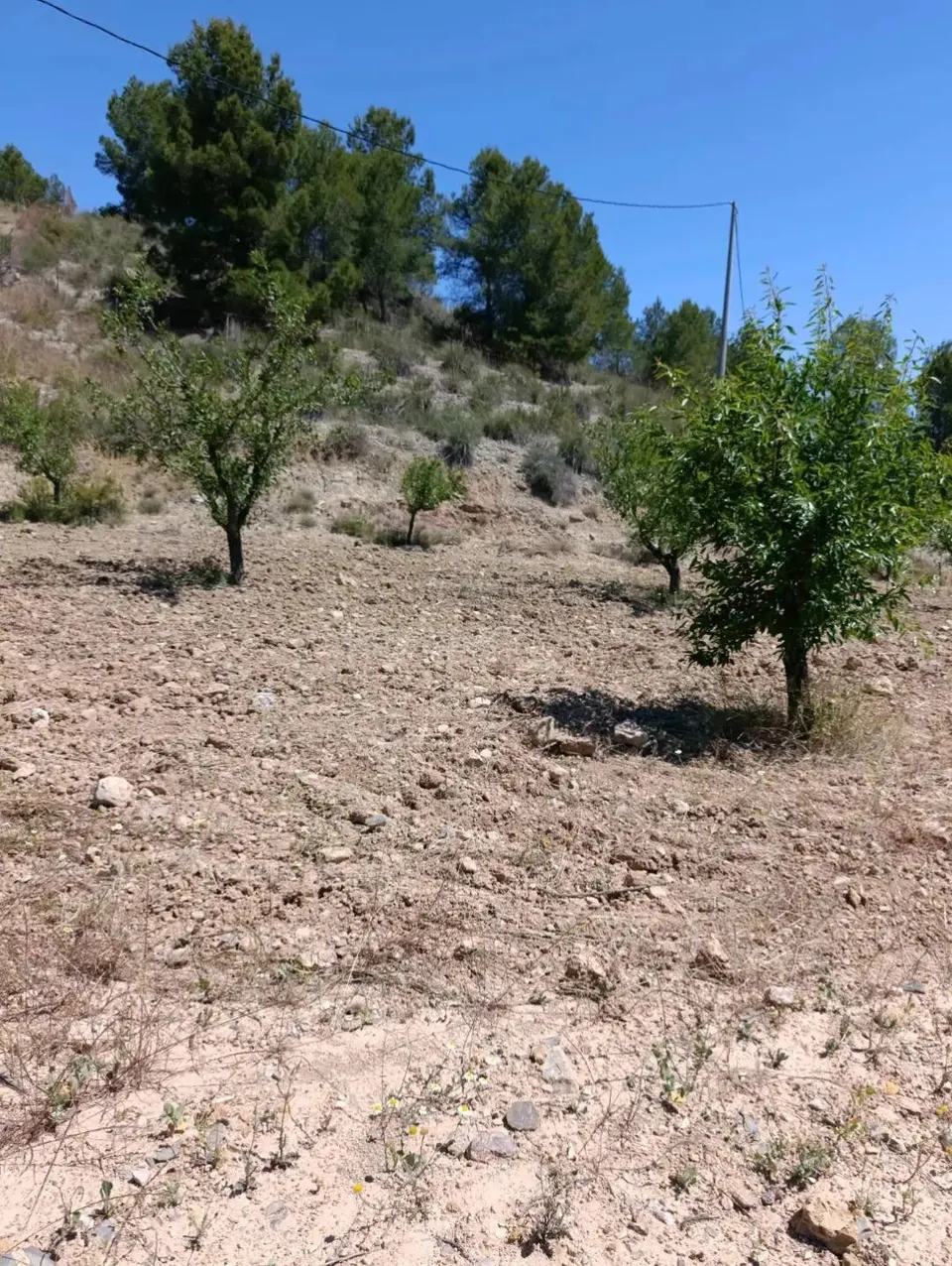 “Terreno rústico de 6.681 m2 en Cehegín – Paraje El Chaparral”