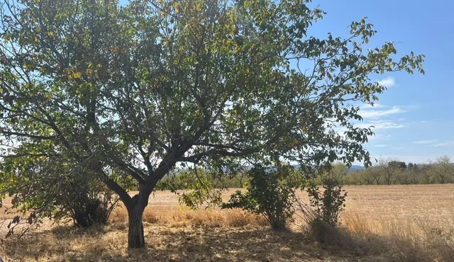 Finca rústica con vivienda en Cretas — 14