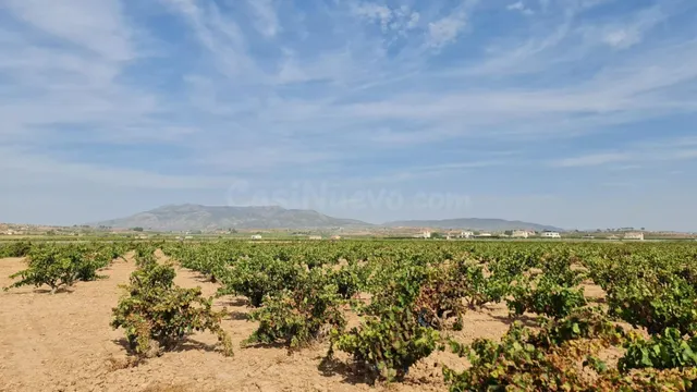 Terreno rústico en venta cerca Pinoso (Alicante) — 4