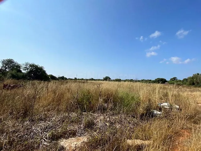 Finca rústica en zona de Ses Salines con proyecto de edifica