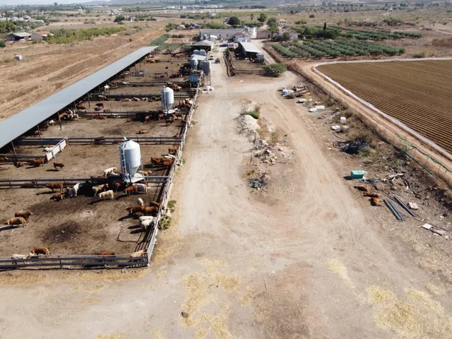 Gran explotación ganadera en lorca: capacidad para 760 cabezas y finca agrícola en producción — 11