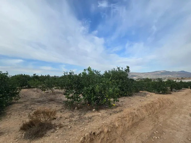 Finca rústica en Blanca | limoneros en producción y para construir vivienda — 3