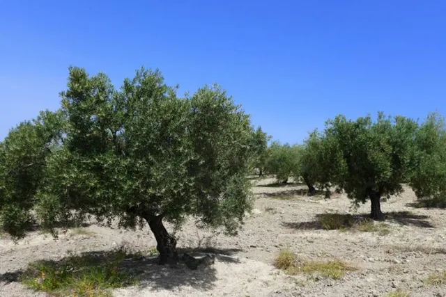 Olivar marteño a 1 pie — 9