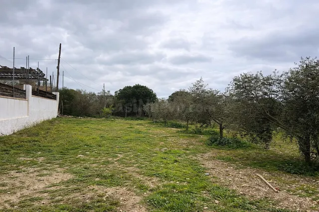 Terreno vallado de 702 m2 con 30 olivos de calidad y múltipl - foto 3