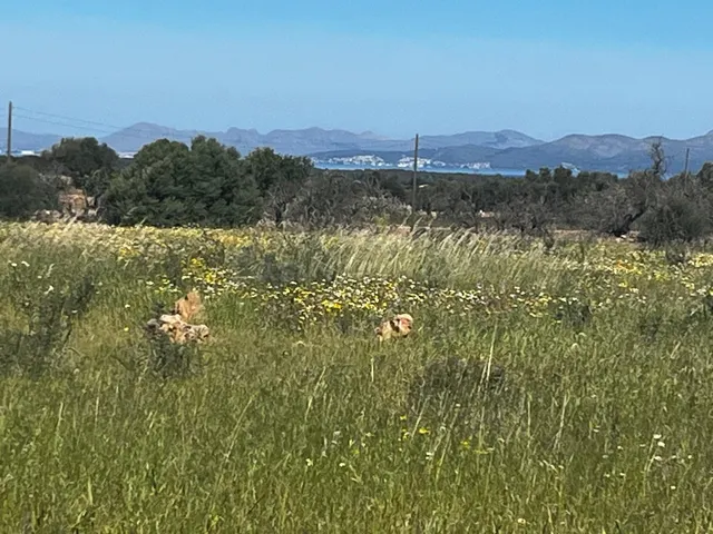 TERRENO PARA EDIFICAR CASA, CON VISTAS A MAR - foto 3