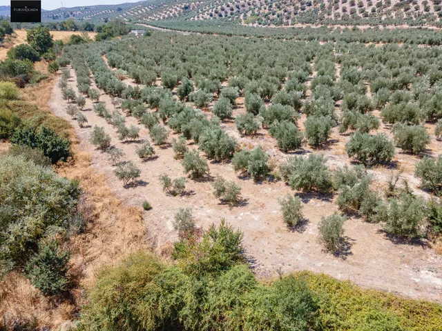 GRAN OPORTUNIDAD !!!! OLIVAR EN VENTA..... — 3