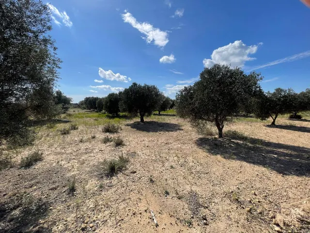 DISFRUTA DEL CAMPO A UN PASO DE LAS PLAYAS DE ELCHE — 4
