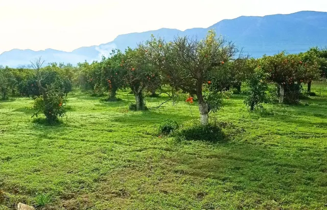 Parcela en venta - Puerto Sol-Los Almendros-El Tomillar - foto 2