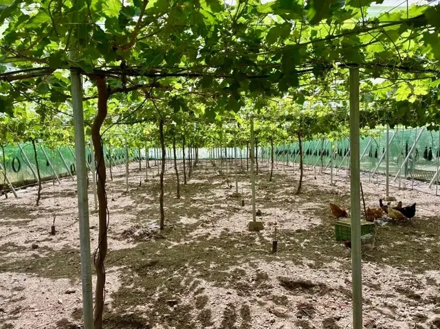 Finca agrícola y ganadera de 25.000 m2 con pozo propio, plac - foto 3