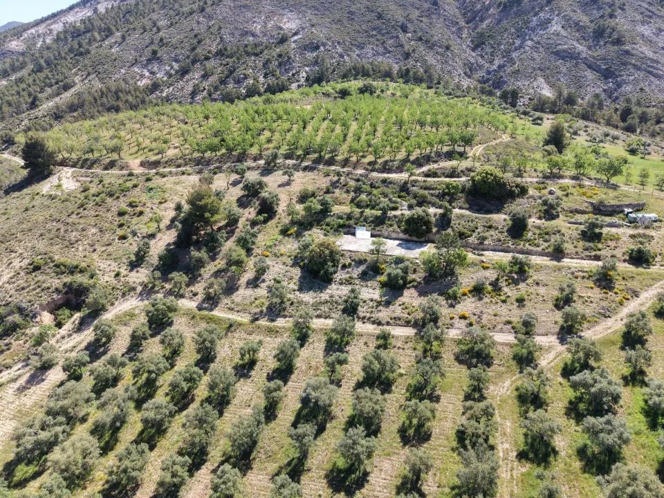Magnífica finca de 400 olivos en Monachil