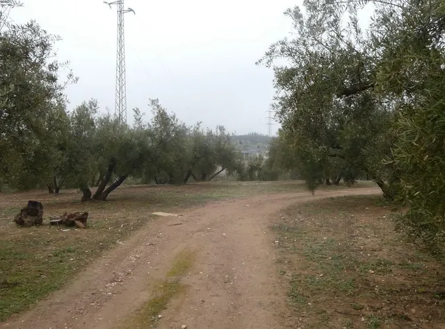 Finca rústica en Peligros – Ideal inversión o explotación agrícola — 22