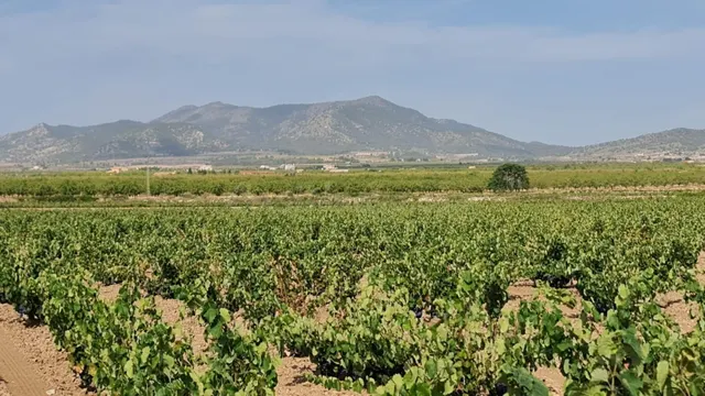 Terreno rústico para proyecto en Pinoso (Alicante) — 2