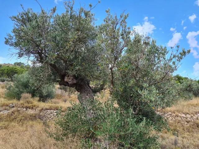 Parcela en Pinoso — 12