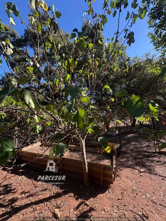 Casa de campo con gran parcela y frutales en Las Siete Fincas. — 24