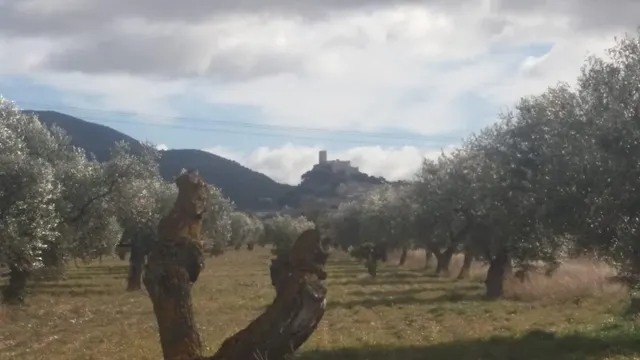 Finca rústica en producción!! Con posibilidad de construir!! - foto 4