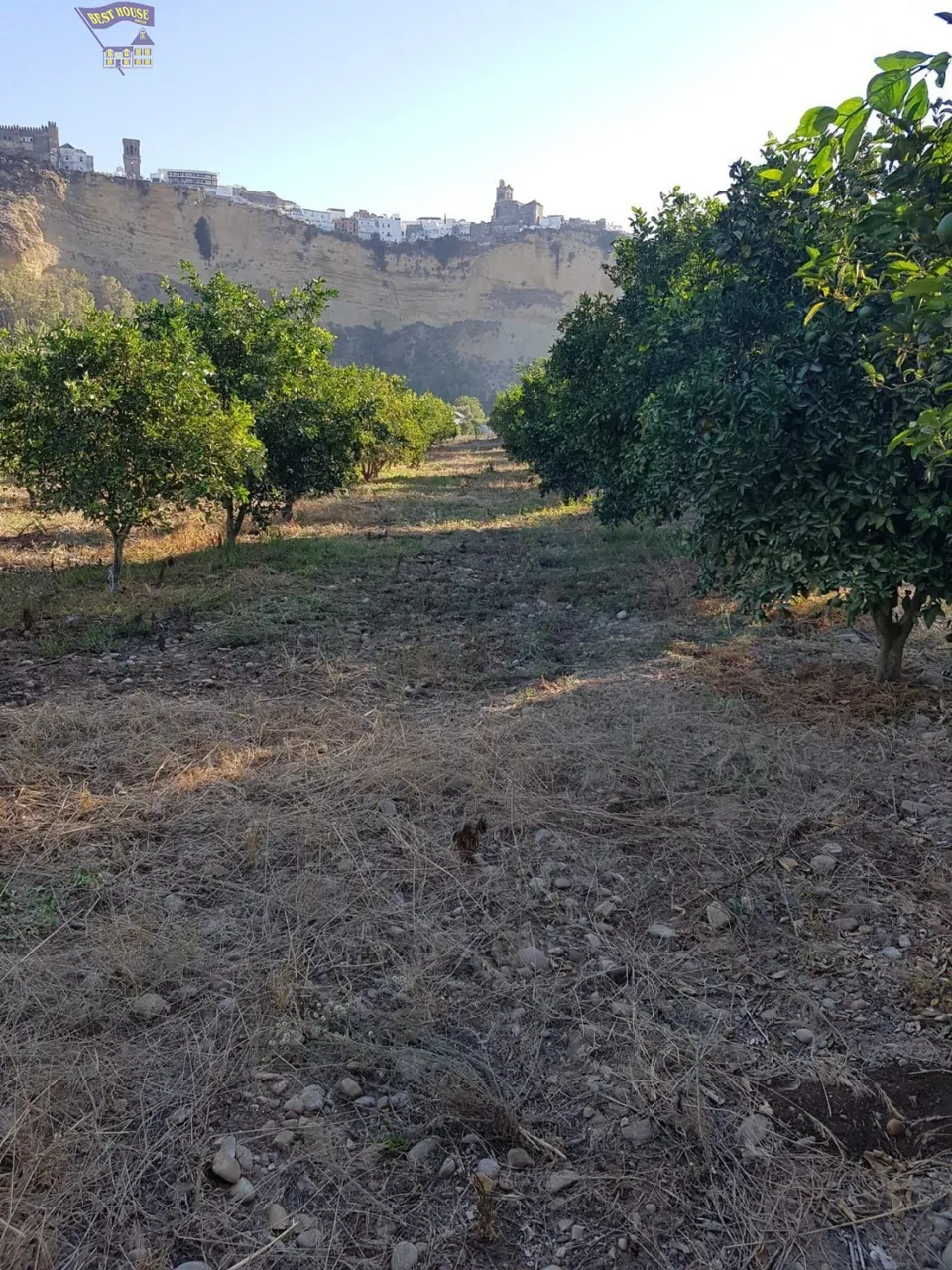 VENTA DE PARCELA CON ARBOLES FRUTALES
